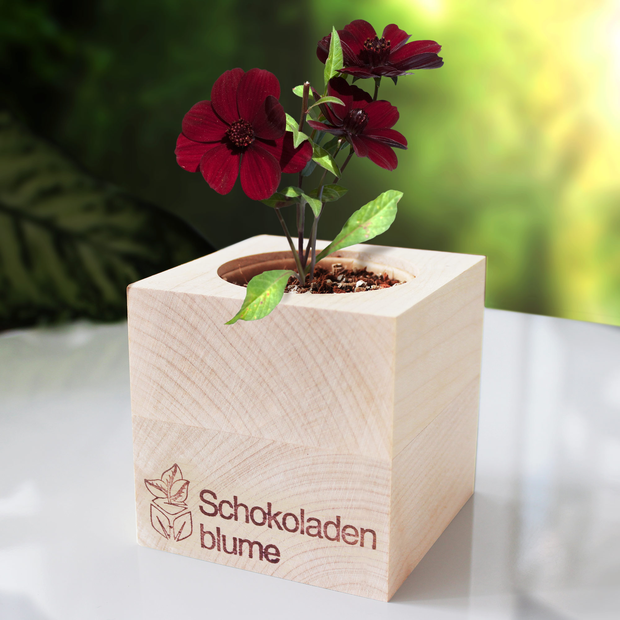 Schokoladenblume im Holzwürfel Anzuchtset, Pflanzwürfel mit Pflanzensamen, Duftende Blume zum Züchten, Schokoblume im Eco Cube Set